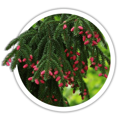 Ялина східна / Picea orientalis